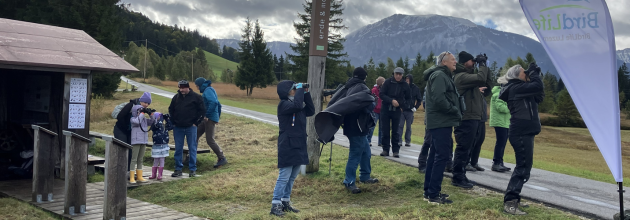 Vogelzug Mettelimoos