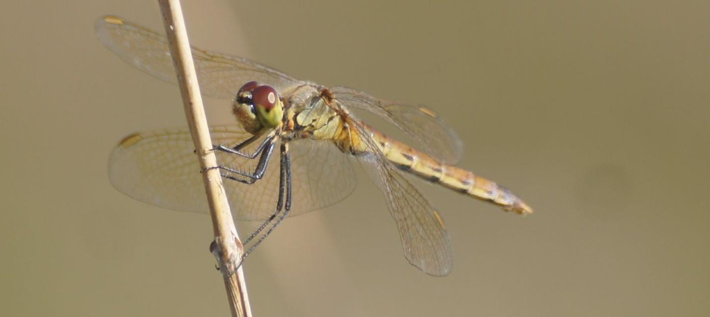 Sympetrum vulgatum