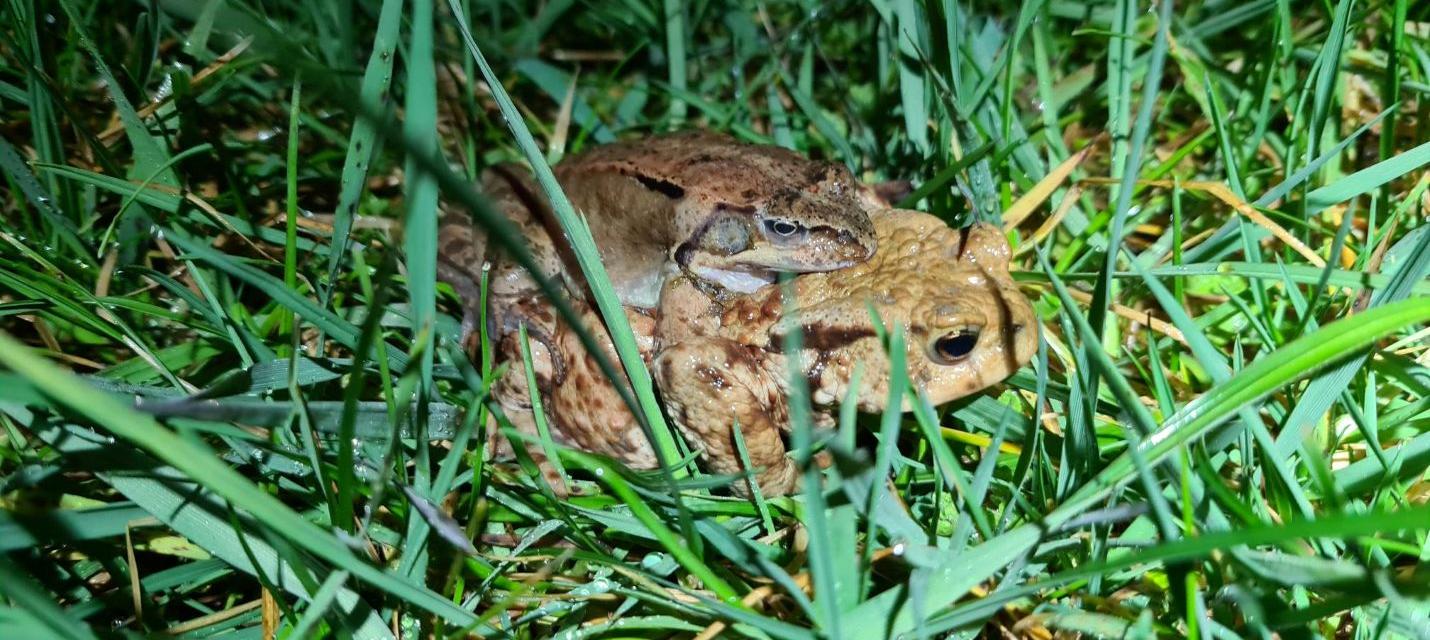 Kröte und Grasfrosch