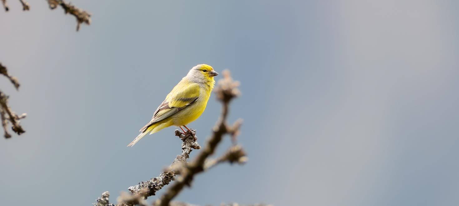 Der Zitronenzeisig – einer der vier Kandidaten für die Wahl des Parkvogels der UBE