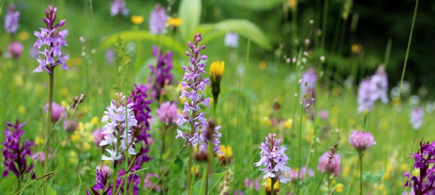 Tage der Artenvielfalt im Hilferntal